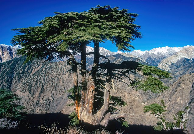 Chitral-South-001