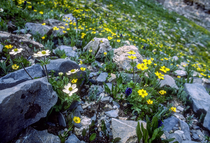 Kash-Himal-Flora-007