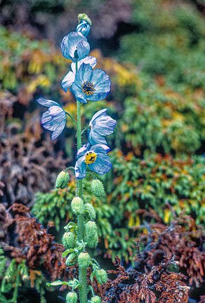 Kash-Himal-Flora-013 FL BLUE POPPY