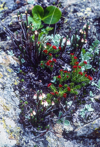 Kash-Himal-Flora-014