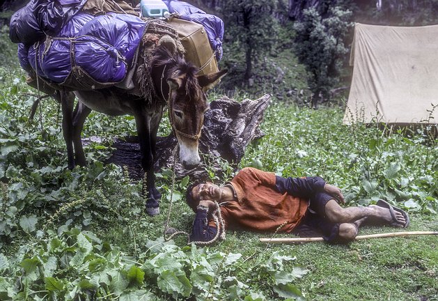 Kash-Himal-GT-016 GT - PONYWALA NAPS