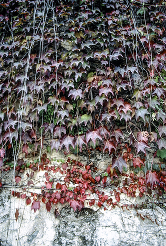 Kash-Vale-Srinagar-Garden-004