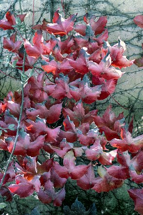 Kash-Vale-Srinagar-Garden-005