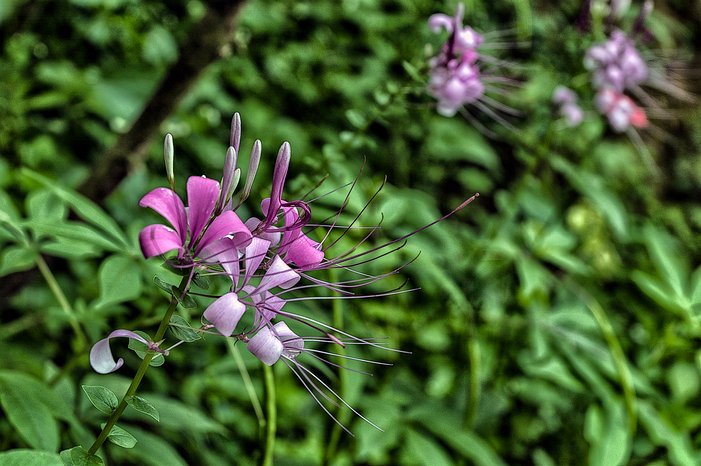 SL_Kandy_garden_004