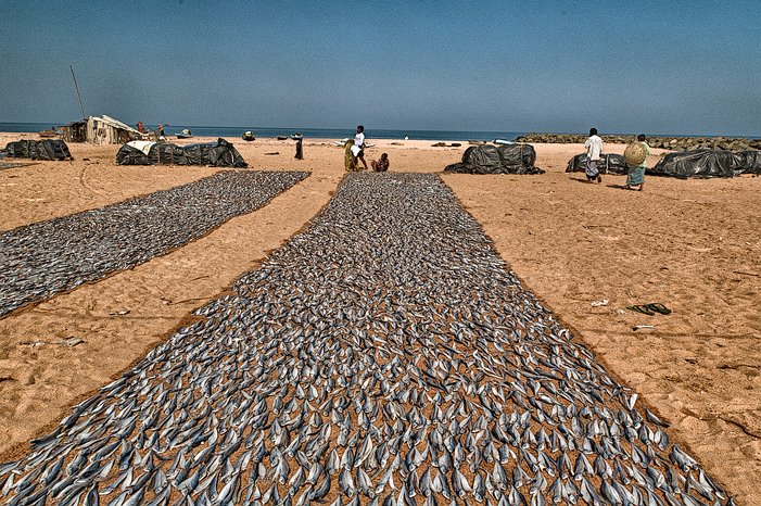 SL_Negombo_fish_003