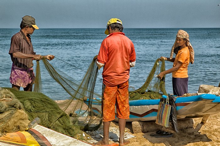 SL_Negombo_fish_006