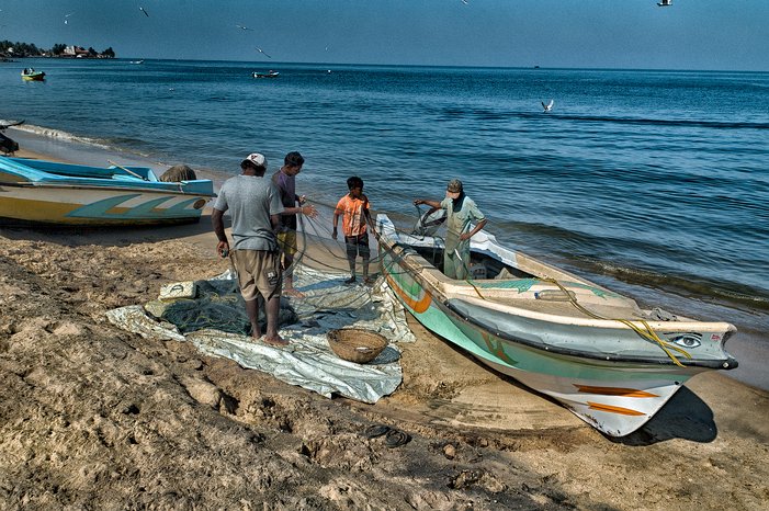 SL_Negombo_fish_014