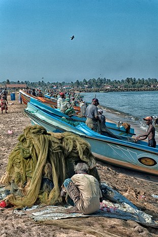 SL_Negombo_fish_015