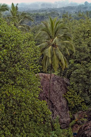 SL_Triangle_Aluvihara_017