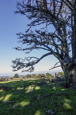 WEST-Bay-EB -Berkeley-Town08