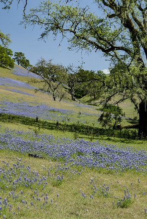 West-Bay-Marin-21