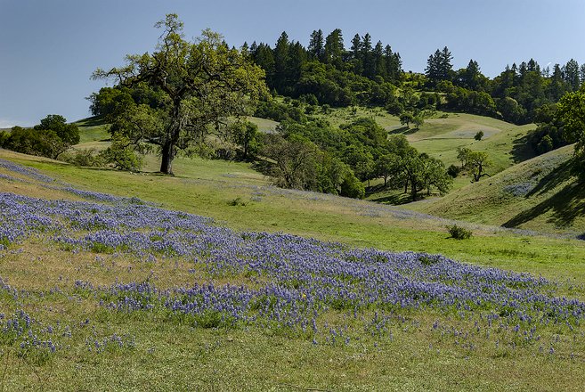 West-Bay-Marin-22