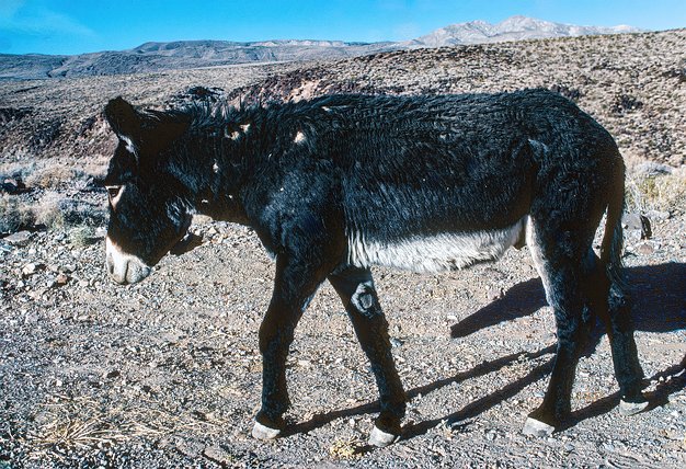 Death Valley