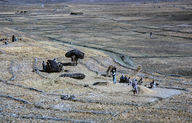Winnowing Wheat-Afghanistan