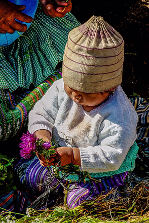 The Wonder of Flowers-Guatemala