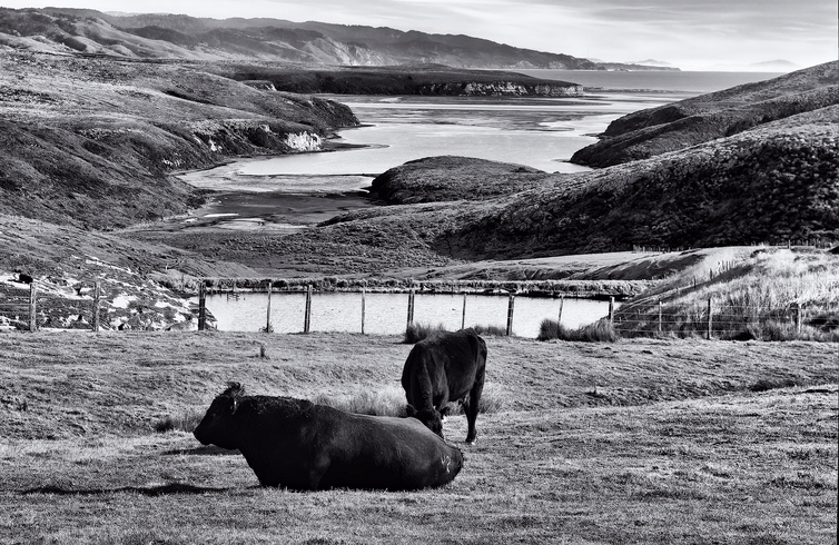 Bovine Paradise-Point Reyes, California, USA