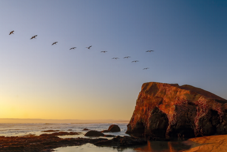 Pelicans Return-Central Coast, California, USA