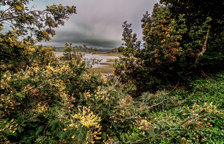 Tomales Marsh-Inverness, California, USA