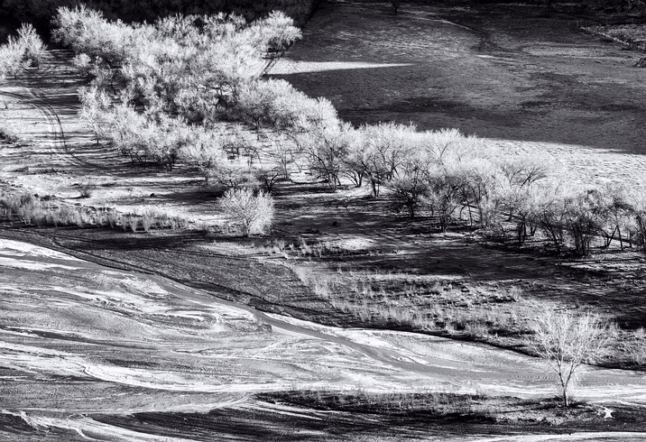 Cottonwoods in. the Canyon-Canyon de Chelly, Arizona, USA