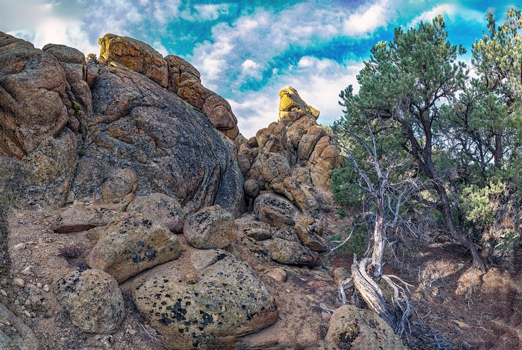 Bristlecone Pines and Rocks-Nevada,USA