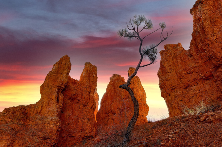 Lone Tree-Bryce Canyon, Utah, USA