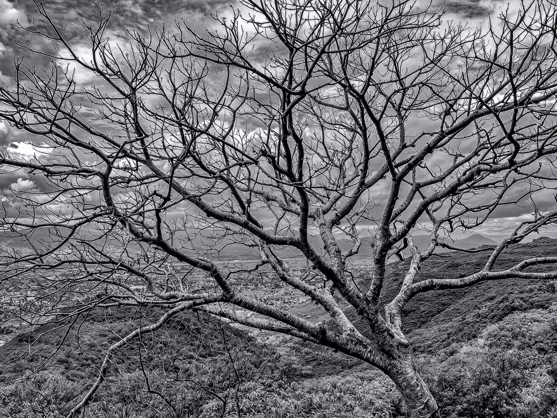 Landscape BW